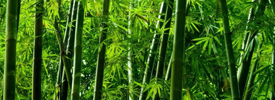 Fio de juta natural usado nos tapetes Bellouchi